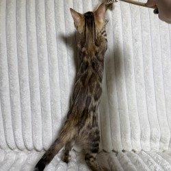 Bengal NOV Laila