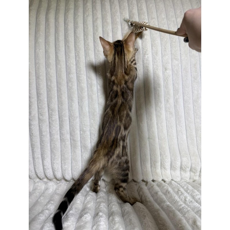 Bengal NOV Laila
