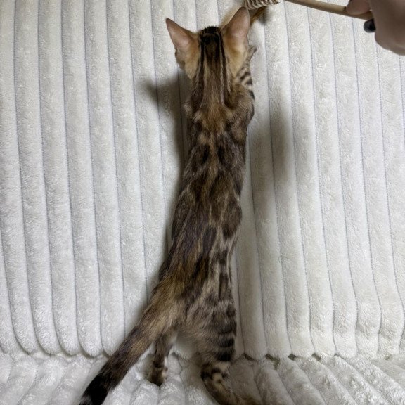 Bengal NOV Laila