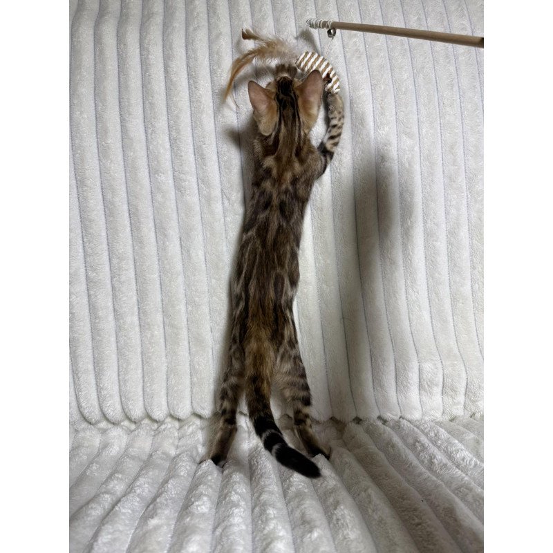 Bengal NOV Laila