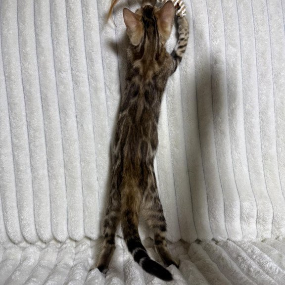 Bengal NOV Laila