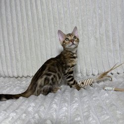 Bengal NOV Laila
