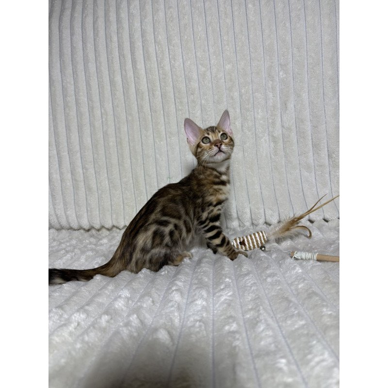 Bengal NOV Laila