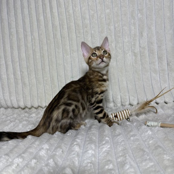 Bengal NOV Laila