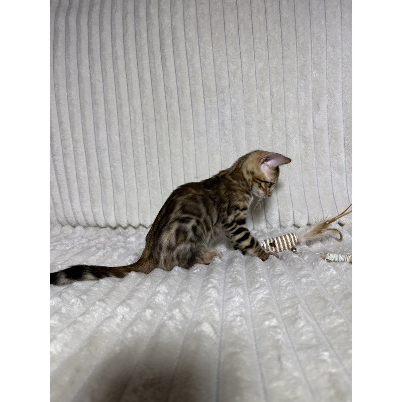 Bengal NOV Laila
