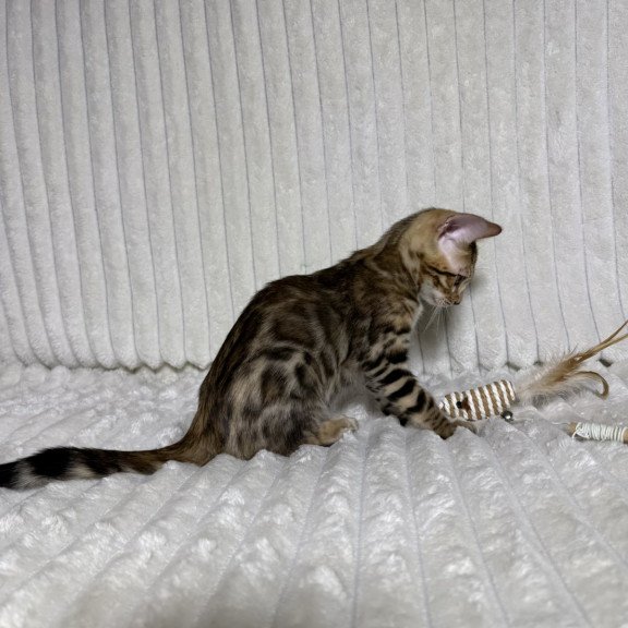Bengal NOV Laila