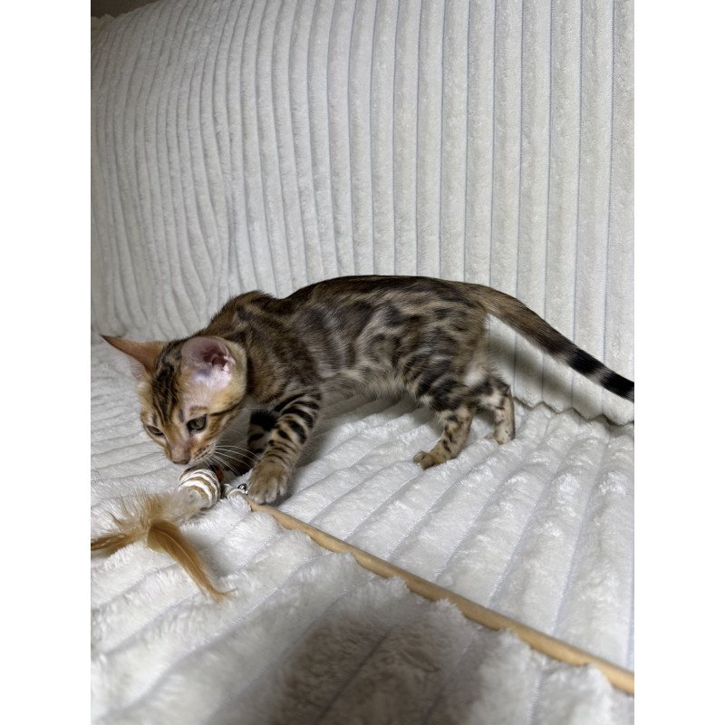 Bengal NOV Laila