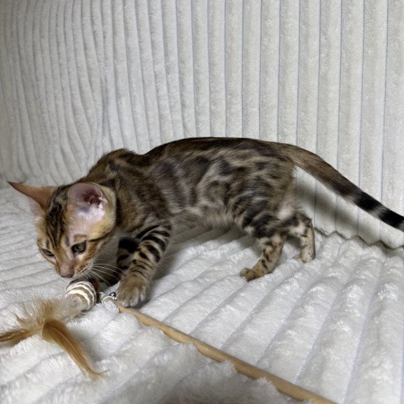 Bengal NOV Laila