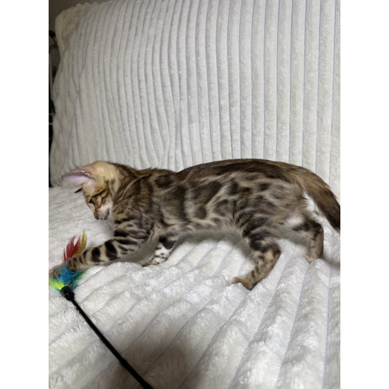 Bengal NOV Laila