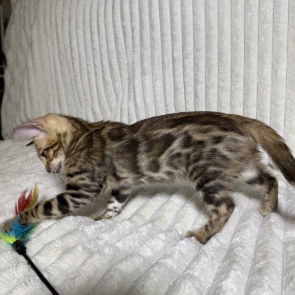 Bengal NOV Laila