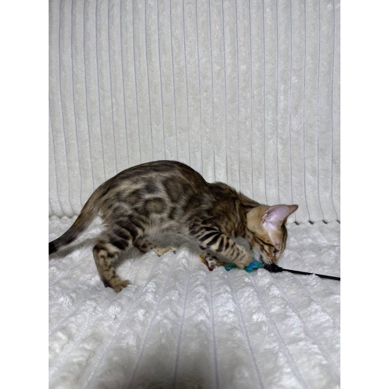 Bengal NOV Laila