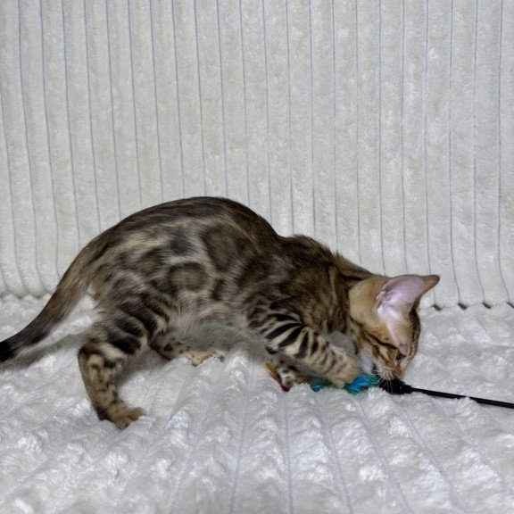 Bengal NOV Laila