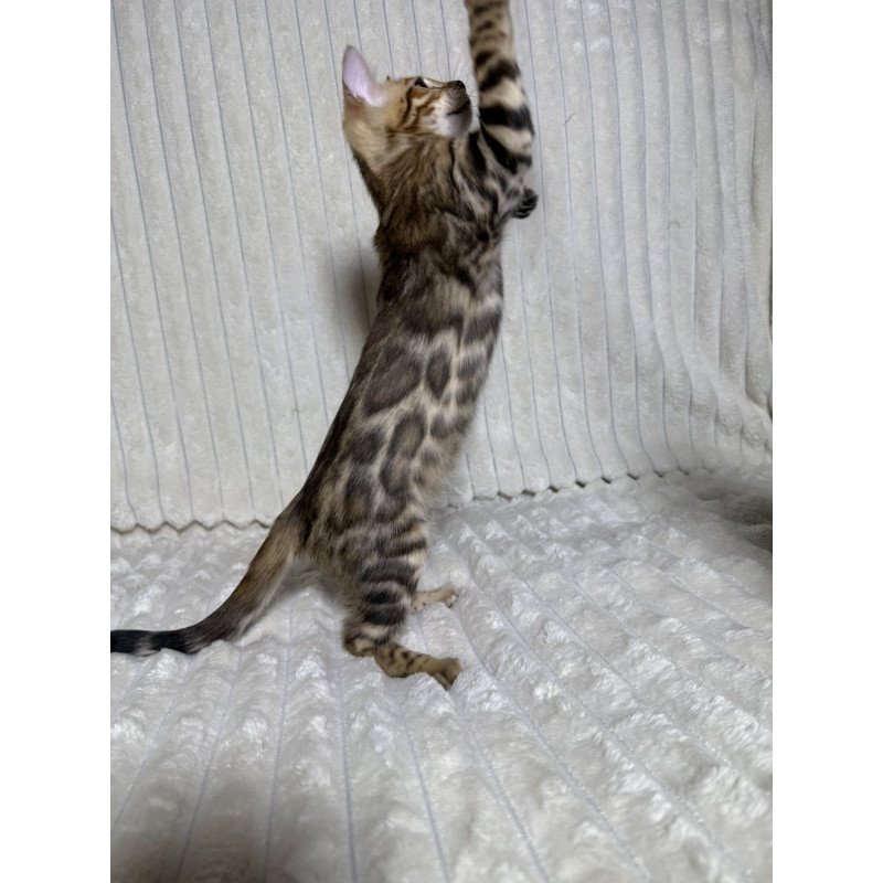 Bengal NOV Laila