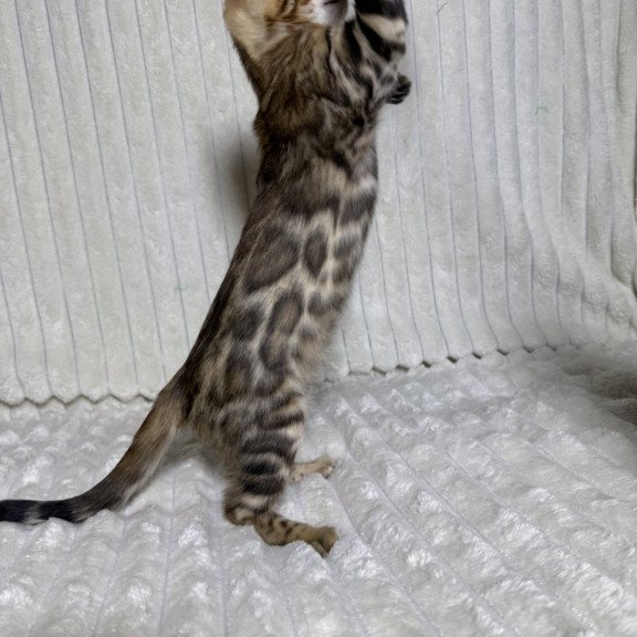 Bengal NOV Laila