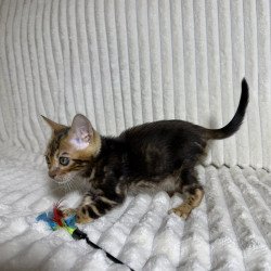 Bengal NOV Lucky