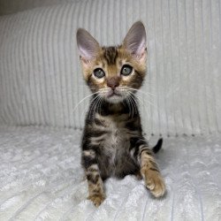 Bengal NOV Lucky