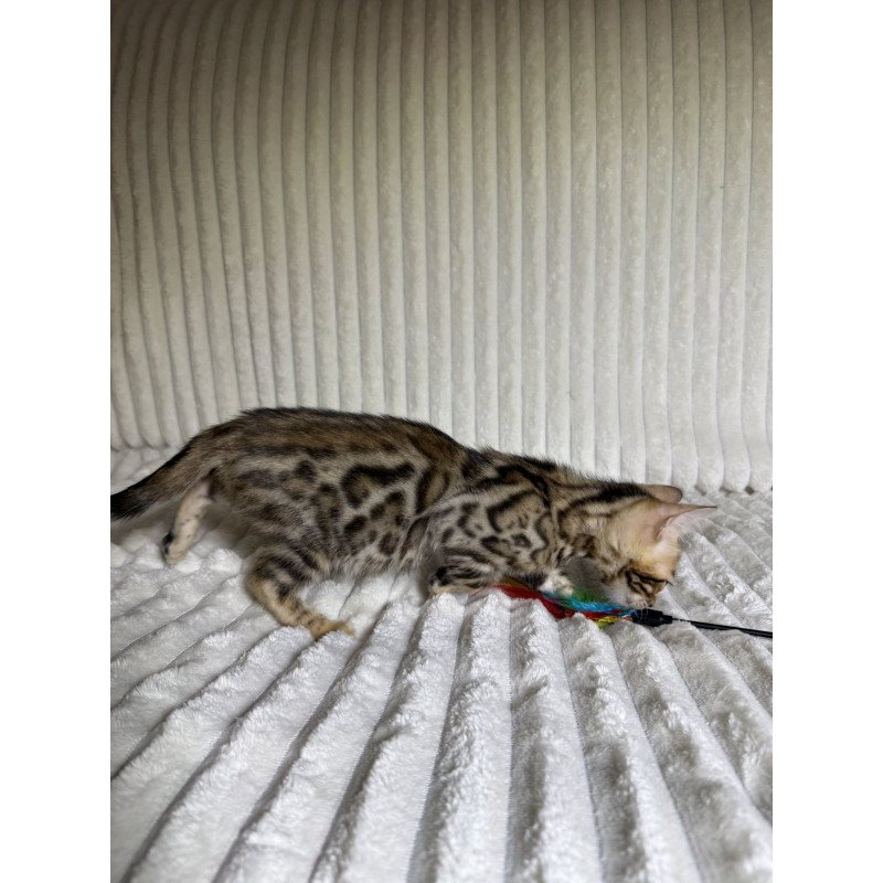 Bengal NOV Lucas