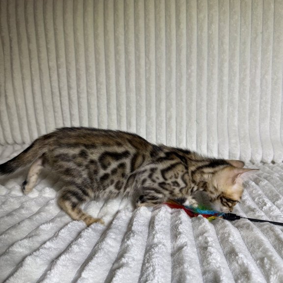 Bengal NOV Lucas