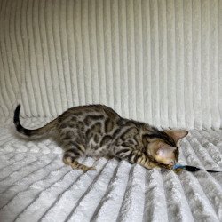 Bengal NOV Lucas