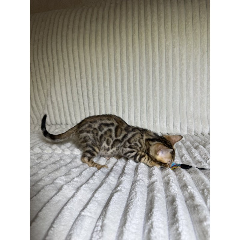 Bengal NOV Lucas