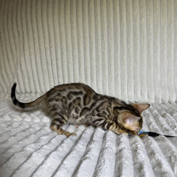 Bengal NOV Lucas