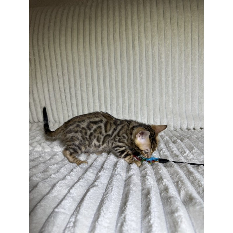 Bengal NOV Lucas