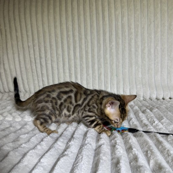Bengal NOV Lucas