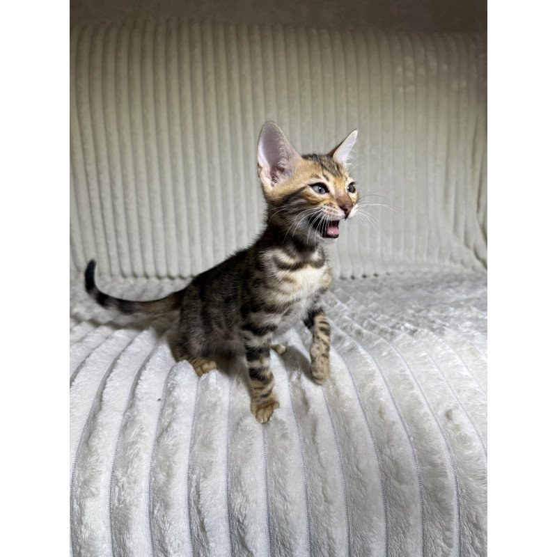 Bengal NOV Lucas