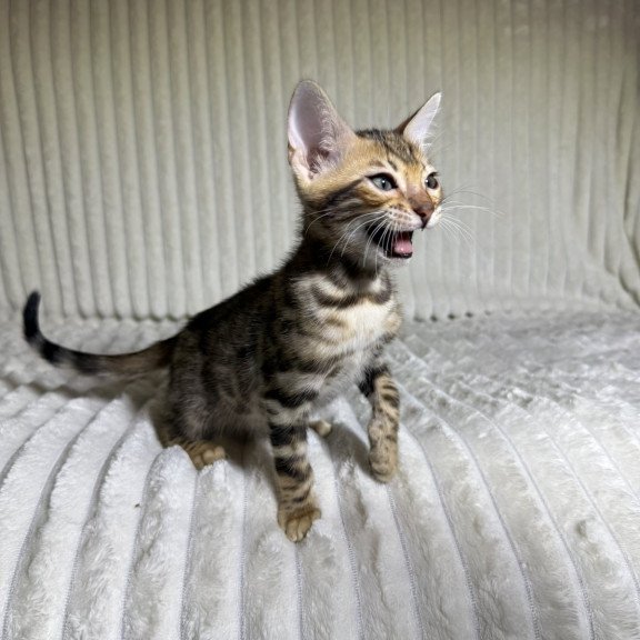 Bengal NOV Lucas
