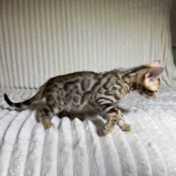 Bengal NOV Lucas