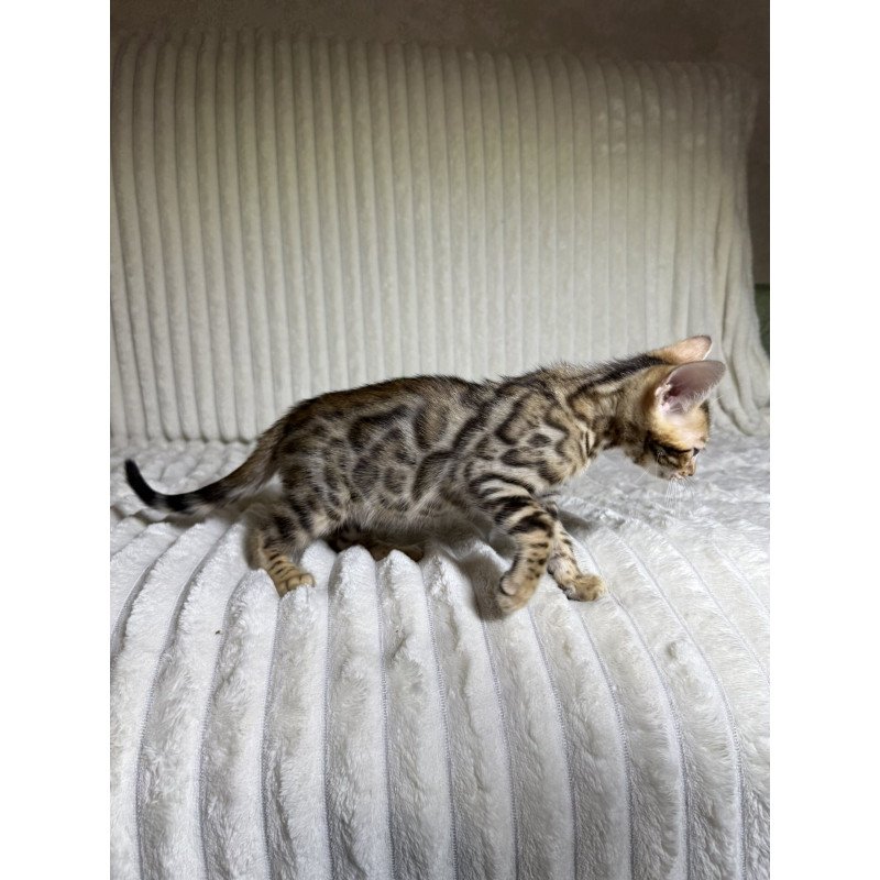 Bengal NOV Lucas