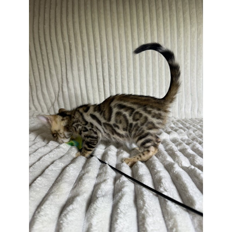 Bengal NOV Lucas