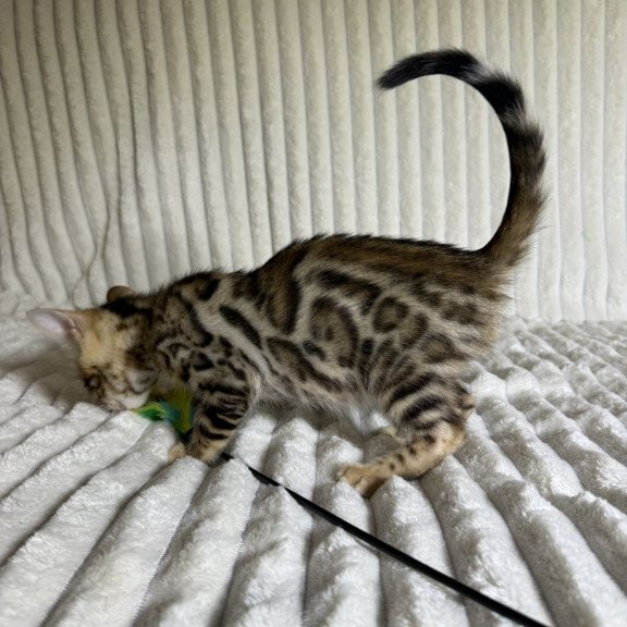 Bengal NOV Lucas