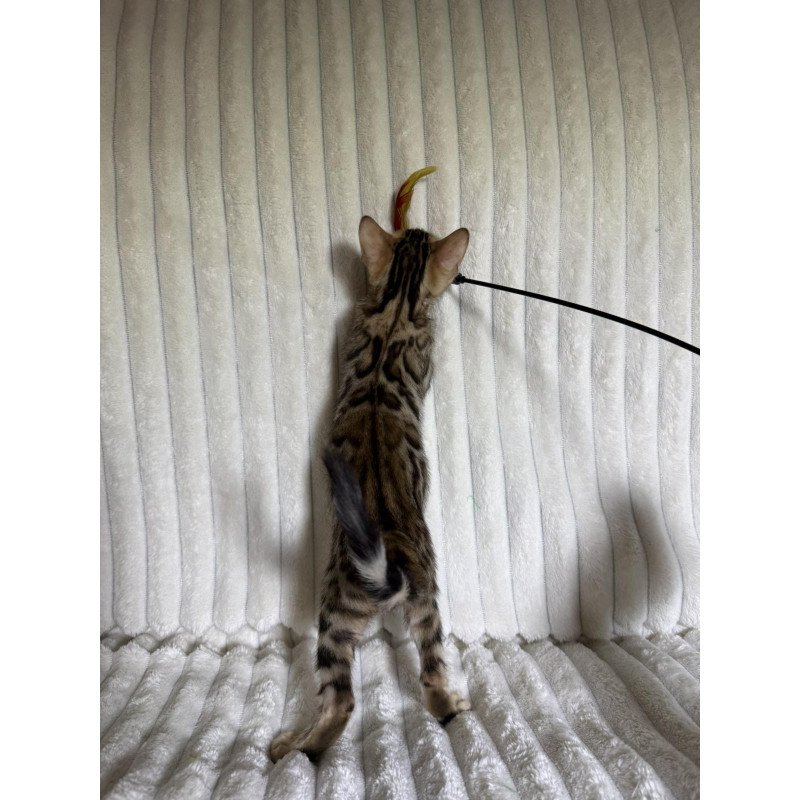 Bengal NOV Lucas