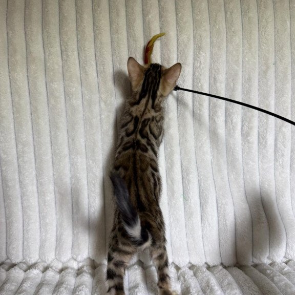 Bengal NOV Lucas
