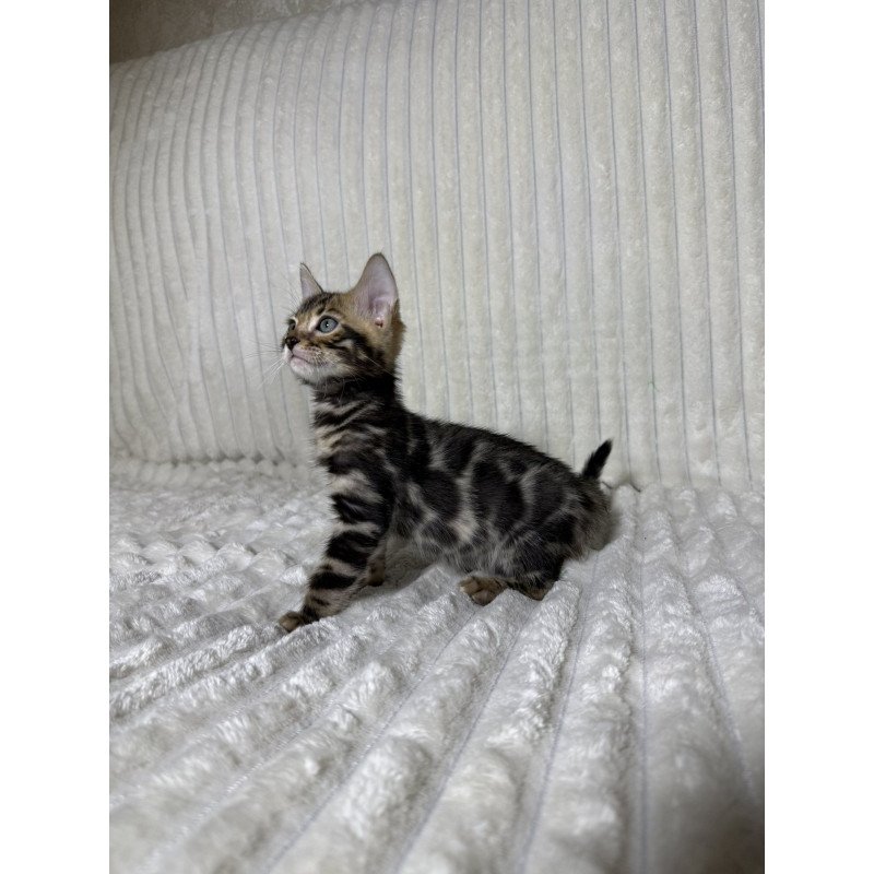 Bengal NOV Michael