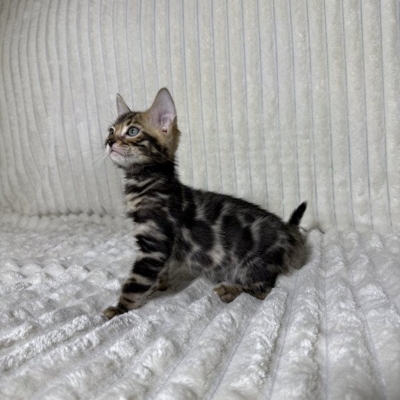 Bengal NOV Michael