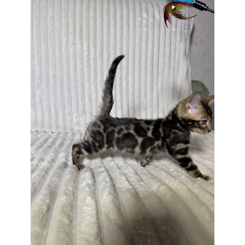 Bengal NOV Michael