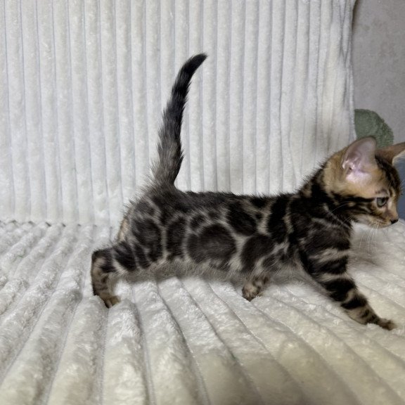Bengal NOV Michael