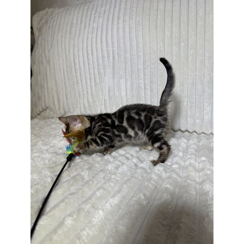 Bengal NOV Michael