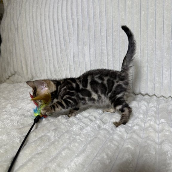 Bengal NOV Michael