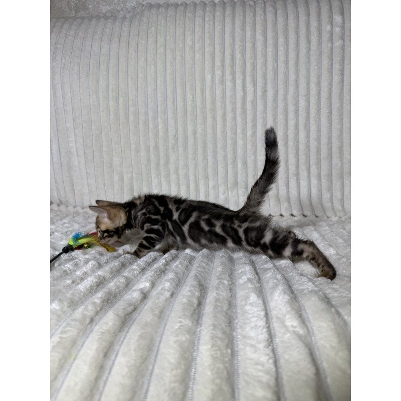 Bengal NOV Michael