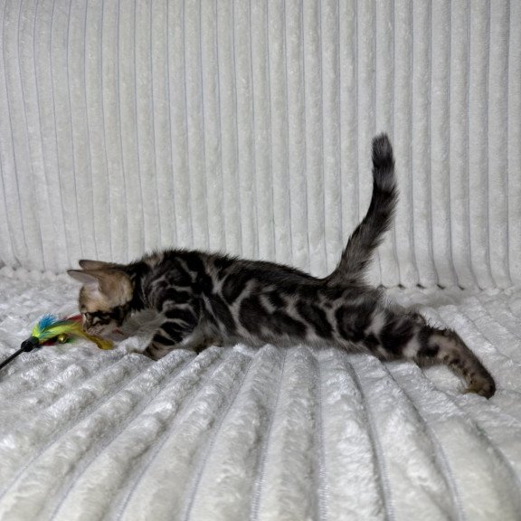 Bengal NOV Michael