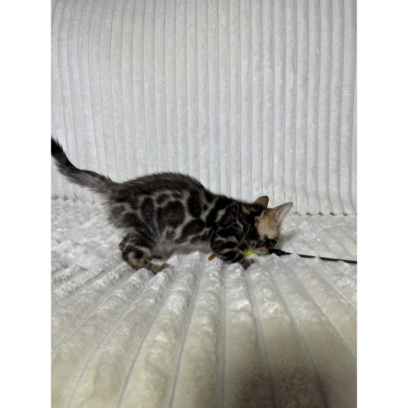 Bengal NOV Michael