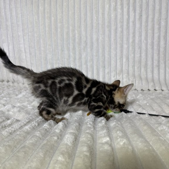 Bengal NOV Michael