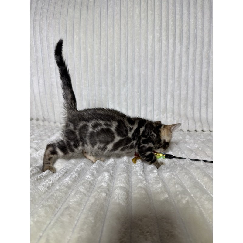 Bengal NOV Michael