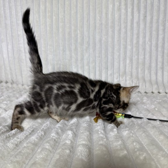 Bengal NOV Michael