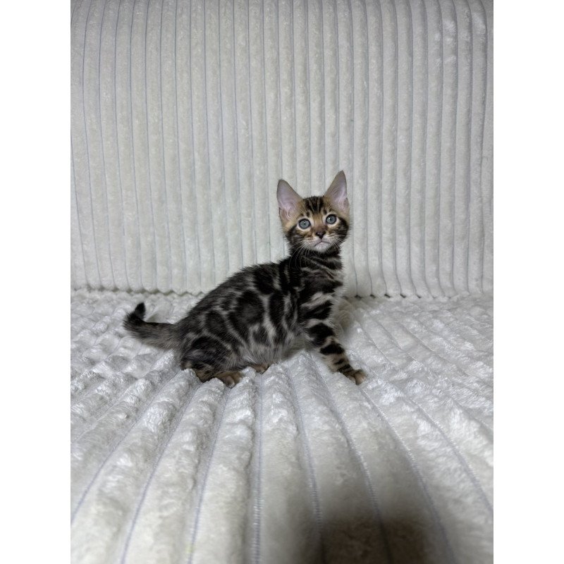 Bengal NOV Michael