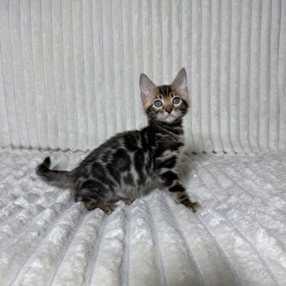 Bengal NOV Michael