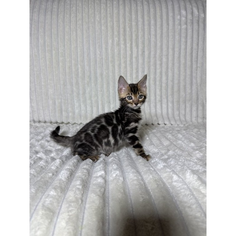 Bengal NOV Michael